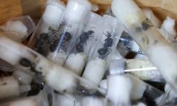 تهريب النمل... جريمة في كينيا